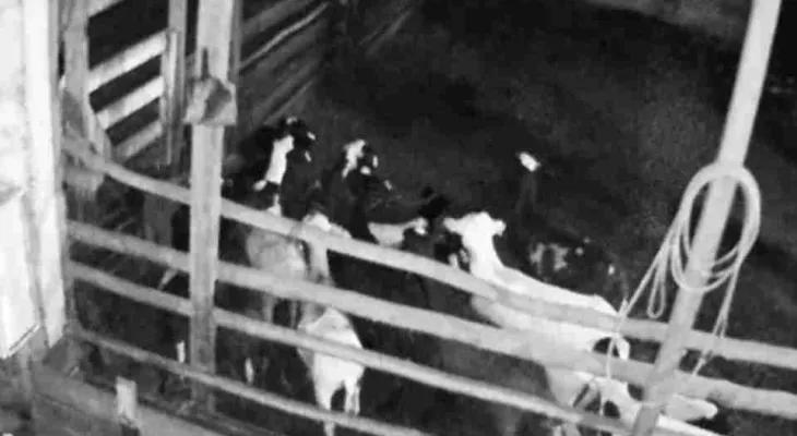 Onça invade propriedade e mata 34 ovelhas no Oeste do Paraná