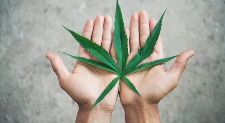 Toledo sediará Fórum Paranaense de Cannabis com debates sobre saúde, pesquisa e políticas públicas