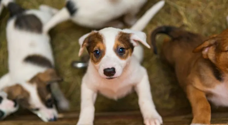 Pela primeira vez, Ponta Grossa terá clínica veterinária municipal
