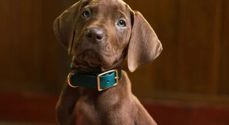 Netflix usará cachorro de verdade em nova série live-action de Scooby-Doo