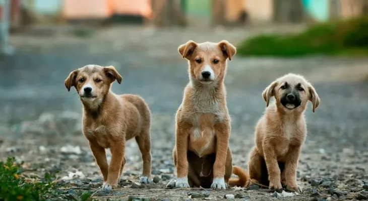 Fundo Municipal de Proteção Animal é aprovado e garantirá recursos para a causa em Toledo