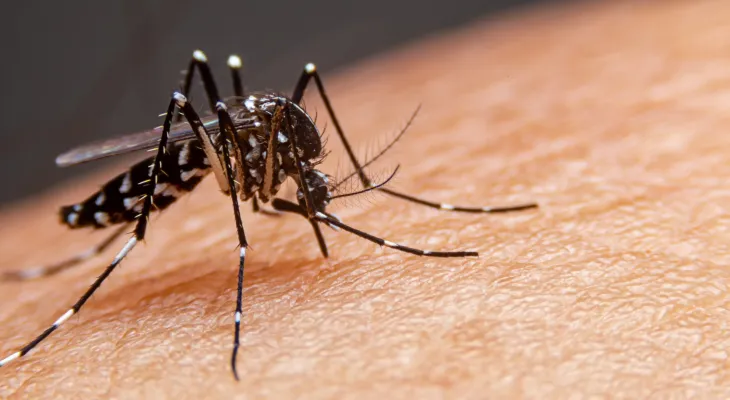 Maringá reduz casos de dengue em 96% após força-tarefa de combate ao mosquito