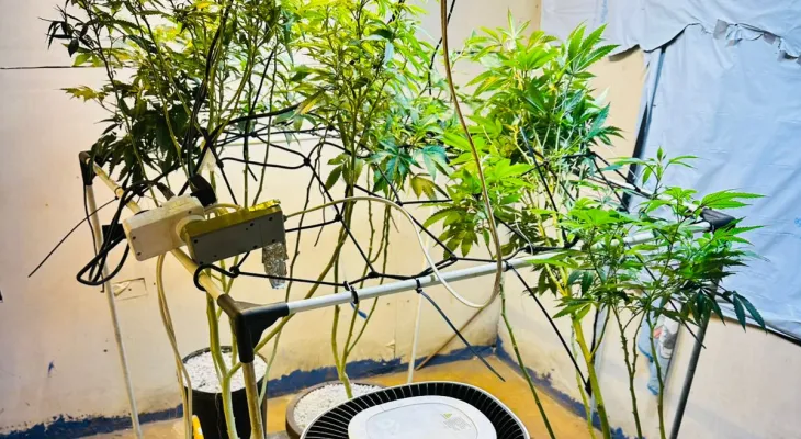 Polícia Militar localiza plantio técnico de maconha e prende homem em Londrina