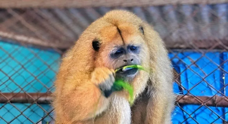 Bugio-preto ameaçado de extinção ganha novo lar no Zoológico de Cascavel