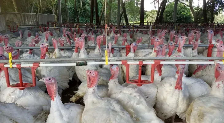 Exportação de carne de peru do Paraná dobra em 2026; Deral prevê queda no preço da carne bovina