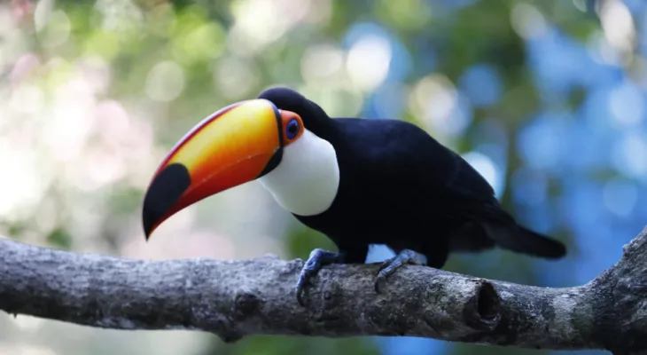 Zoológico de Cascavel recebe duas tucanas resgatadas e forma novo grupo da espécie