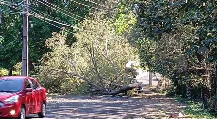 Ventos de até 72 km/h derrubam árvores, deixam semáforos sem energia e mobilizam equipes em Foz do Iguaçu